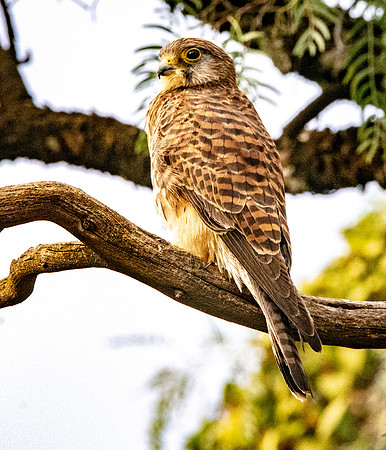 Lesser kestrel