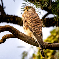 Lesser kestrel