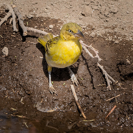 Lesser masked weaver