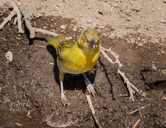 Lesser masked weaver
