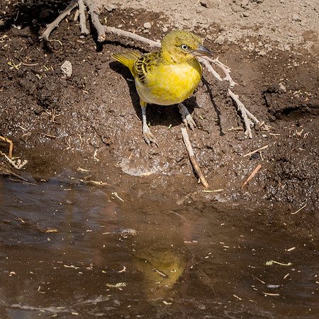 Lesser masked weaver