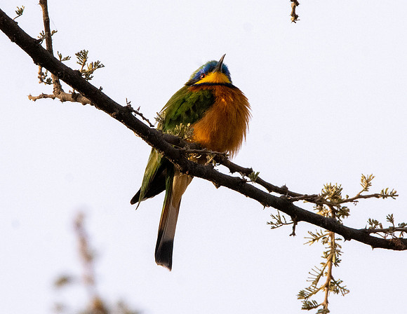 Little bee eater