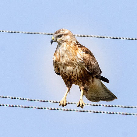 Long legged buzzard