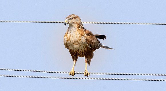 Long legged buzzard