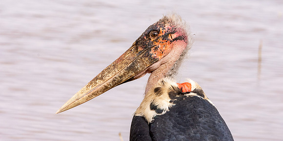 Marabou stork