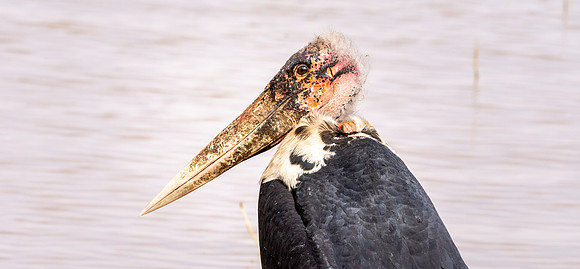 Marabou stork