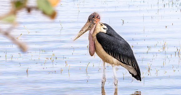 Marabou stork