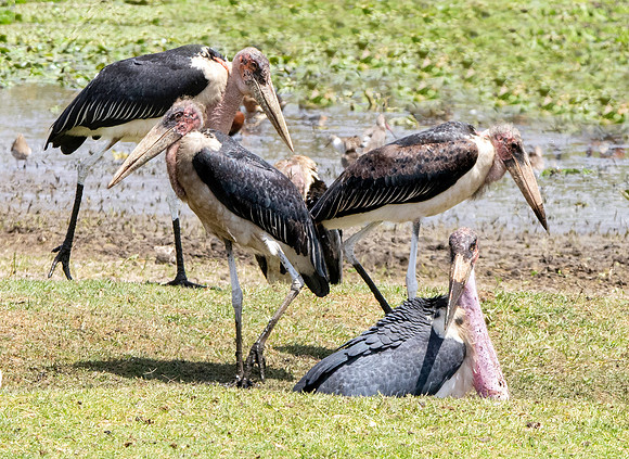 Marabou stork