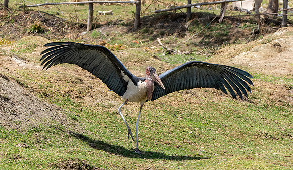 Marabou stork