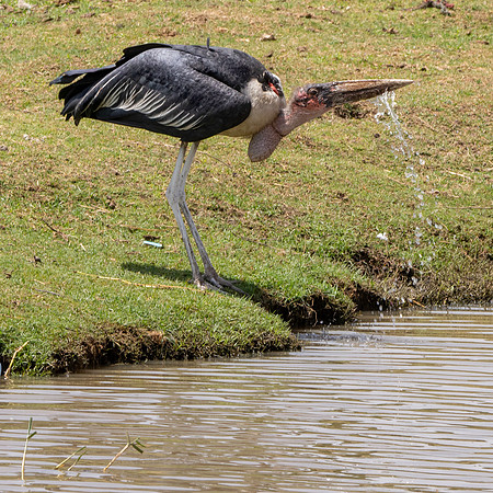 Marabou stork