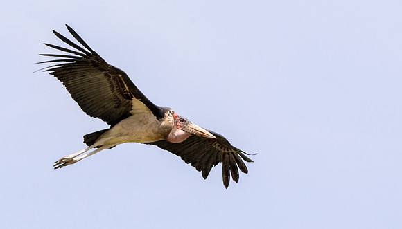 Marabou stork