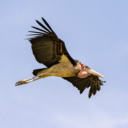Marabou stork