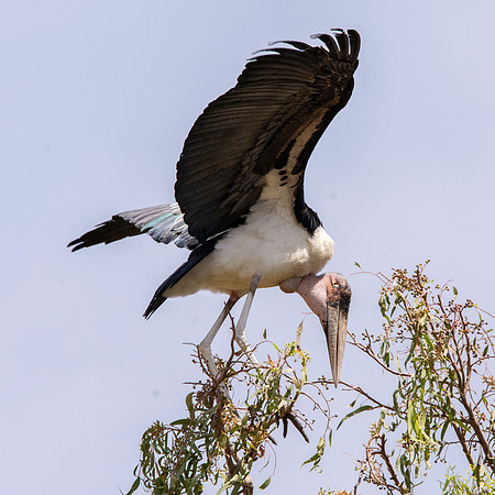 Marabou stork