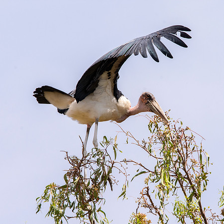 Marabou stork