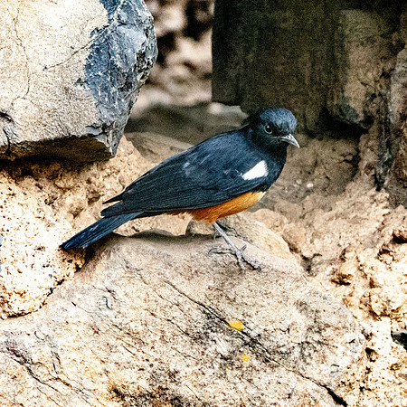 Mocking cliff chat