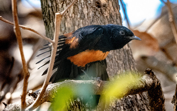 Mocking cliff chat