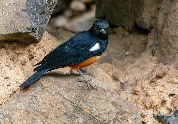 Mocking cliff chat