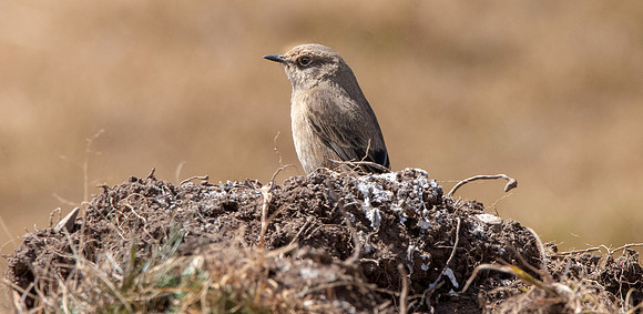 Moorland chat
