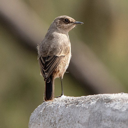 Moorland chat