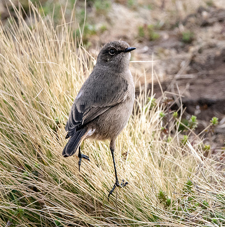 Moorland chat