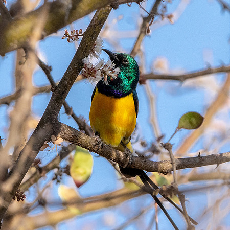 Nile valley sunbird