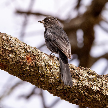 Northern black flycatcher