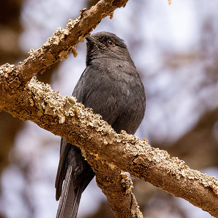Northern black flycatcher