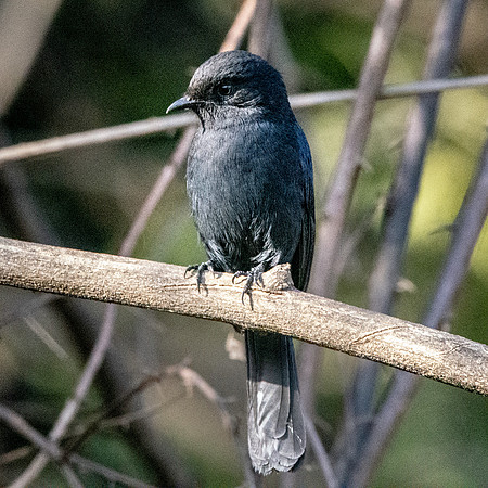 Northern black flycatcher