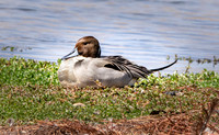 Northern Pintail