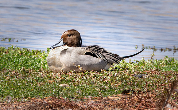Northern Pintail