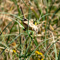 Pale prinia
