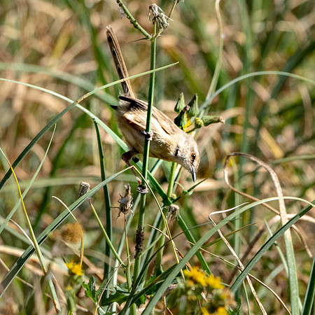 Pale prinia