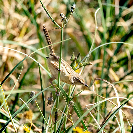 Pale prinia