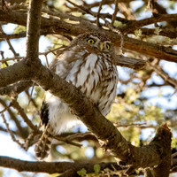 Pearl spotted owlet