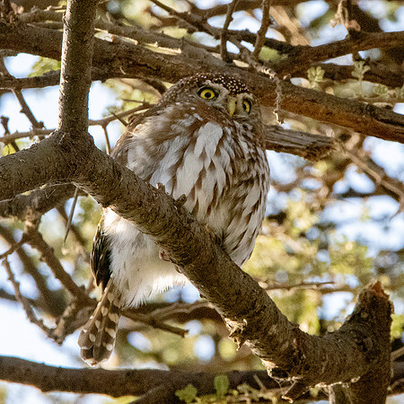 Pearl spotted owlet