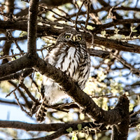 Pearl spotted owlet