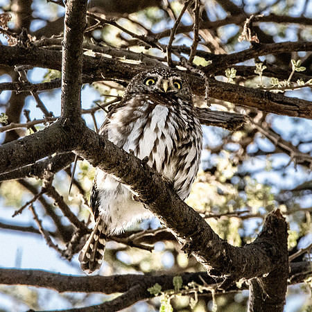 Pearl spotted owlet
