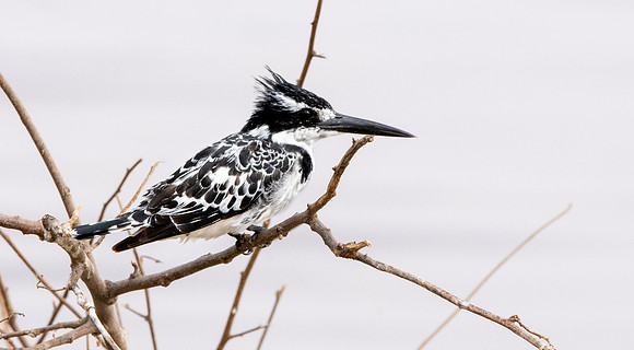 Pied kingfisher
