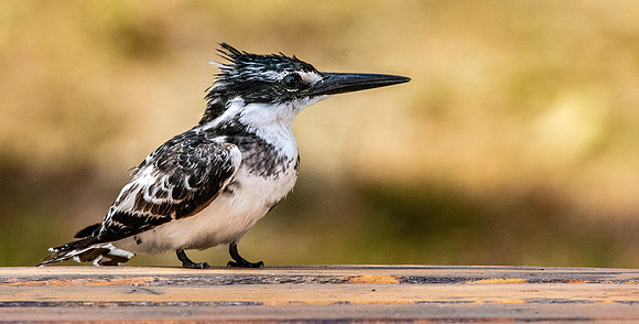 Pied kingfisher