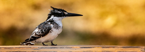 Pied kingfisher
