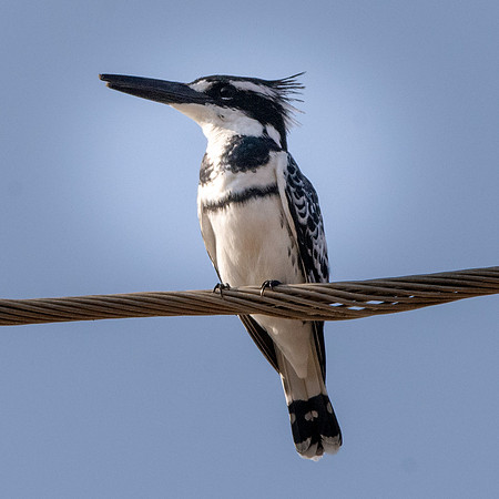 Pied kingfisher