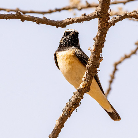 Pied wheatear