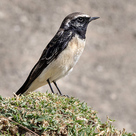 Pied wheatear
