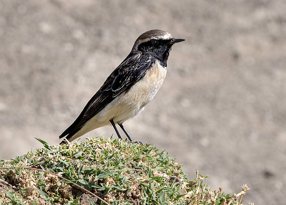 Pied wheatear