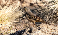Plain backed pipit