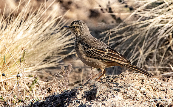 Plain backed pipit