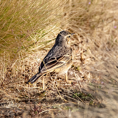 Plain backed pipit