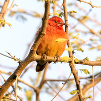 Red billed firefinch
