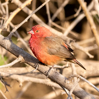 Red billed firefinch