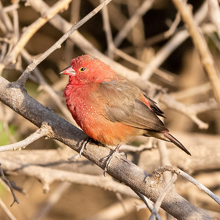 Red billed firefinch
